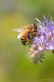 Phacelia wird gerne als Bienenweide angesät