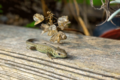 junge Zauneidechse (Lacerta agilis) im Garten